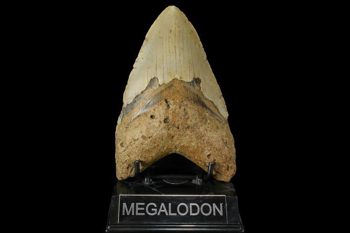 Giant, Fossil Megalodon Tooth - North Carolina #109764